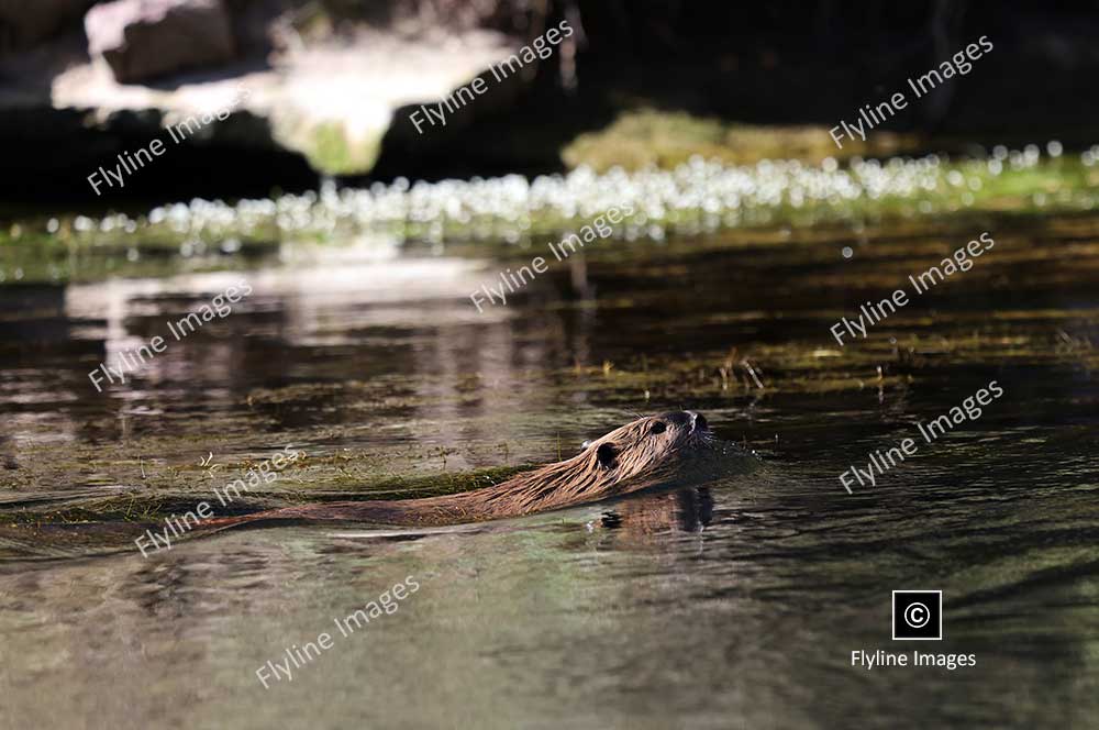 Beaver, Green River, Utah