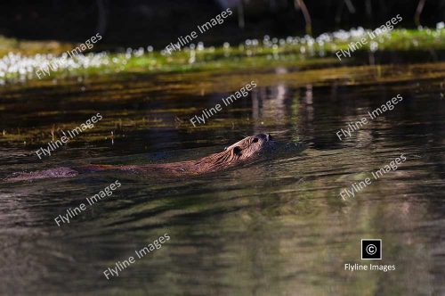 Beaver, Green River, Utah