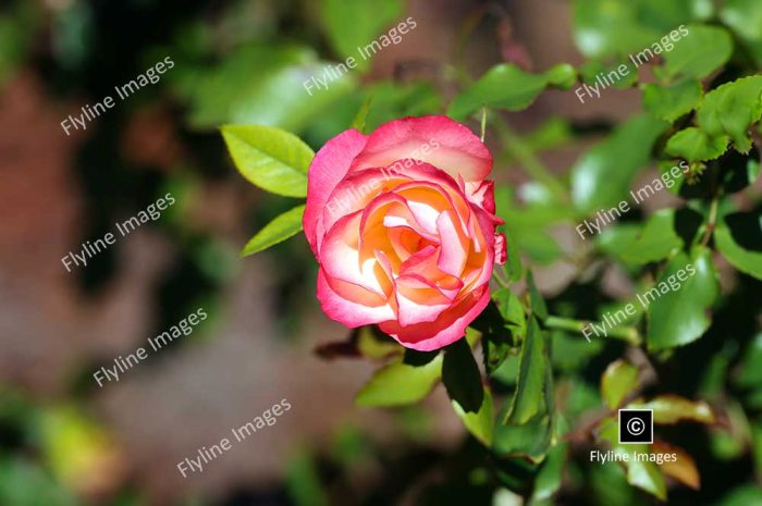 Hybrid Tea Rose, Gibbs Gardens, North Georgia