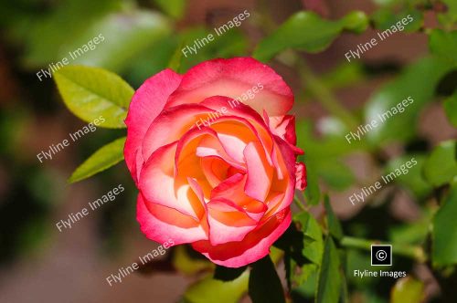 Hybrid Tea Rose, Gibbs Gardens