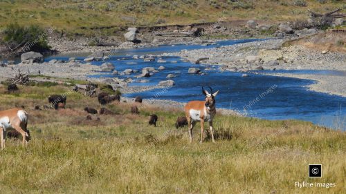 Lamar River, Yellowstone National Park, Buffalo, Antelope