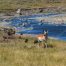 Lamar River, Yellowstone National Park, Buffalo, Antelope