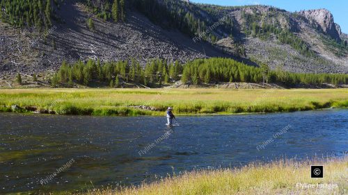 Madison River, Yellowstone National Park