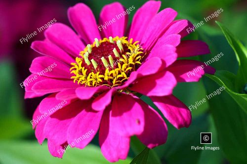 Mexican Zinnia, Gibbs Gardens, North Georgia