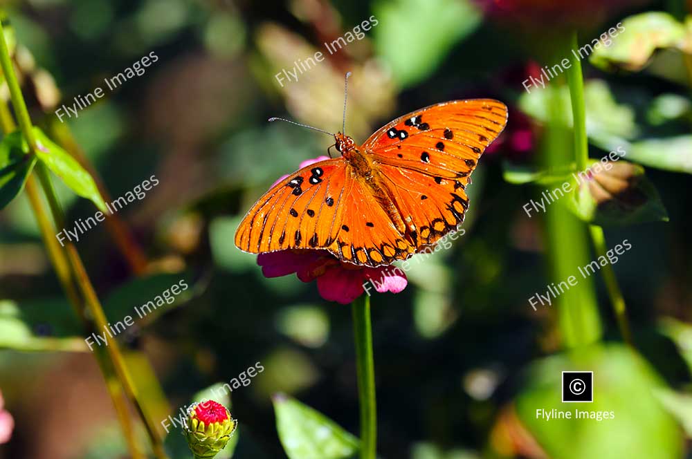 Monarch Butterfly