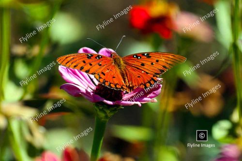 Monarch Butterflys, Migration Through Georgia, Gibbs Gardens