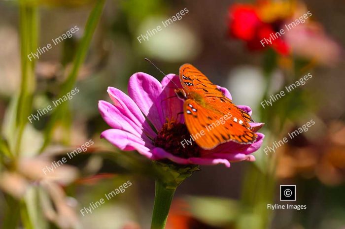 Monarch Butterfly, Wildflowers, Gibbs Gardens