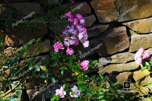 Multiflora Roses