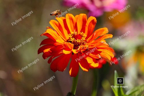 Orange Zinnia, Honey Bee, Gibbs Gardens