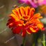 Orange Zinnia, Honey Bee, Gibbs Gardens