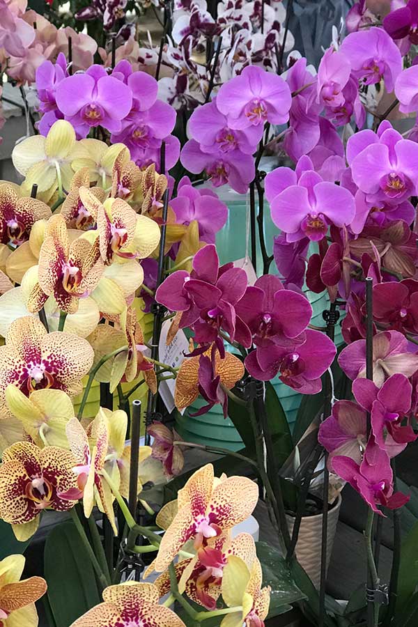 Orchids