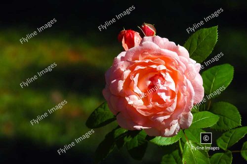 Full Bloom Pink Hybrid Tea Rose