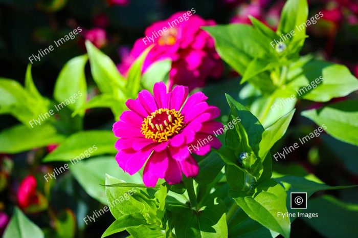 Mexican Pink Zinnia, Gibbs Gardens, North Georgia