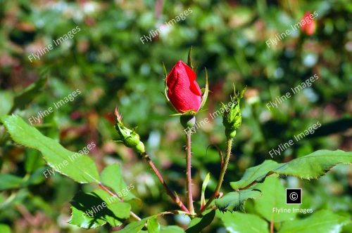 Red Hybrid Tea Rose