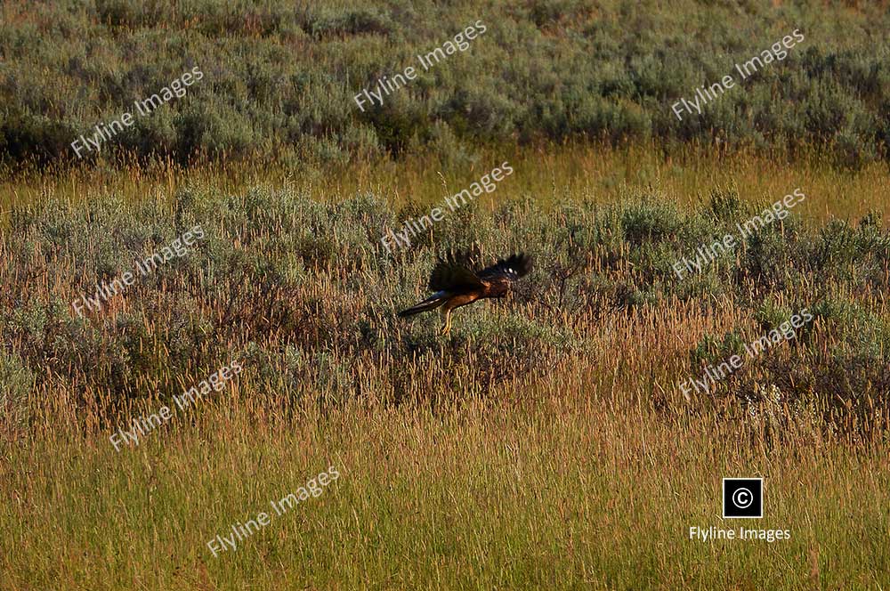 Red-Tail Hawk, Yellowstone National Park