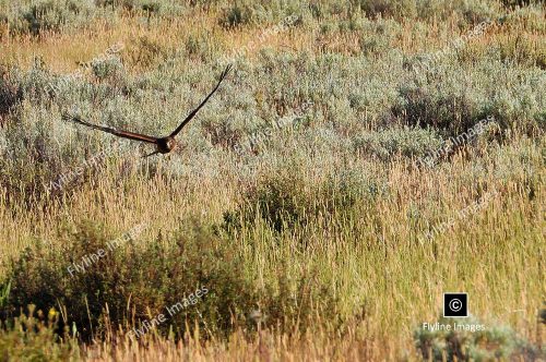 Red-Tail Hawk, Yellowstone National Park