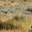 Red-Tail Hawk, Yellowstone National Park