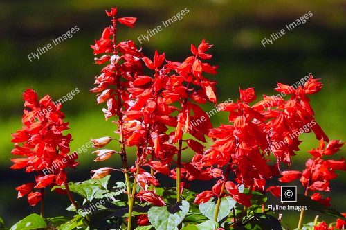 Scarlett Sage, Bonfire Salvia