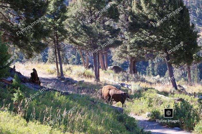 Slough Creek Trail, Yellowstone National Park