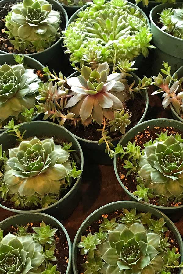 Succulent Plants