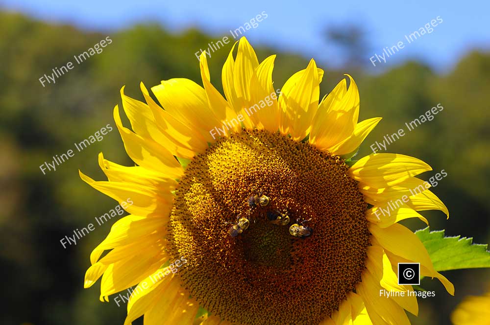 Sunflower, Sunflowers