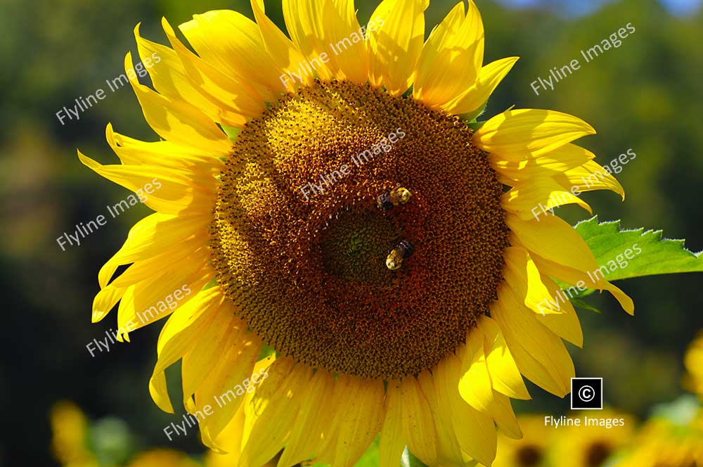 Sunflower, Sunflowers