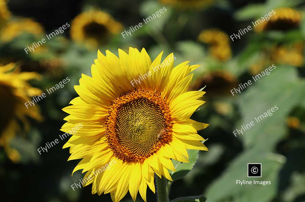 Sunflower, Sunflowers