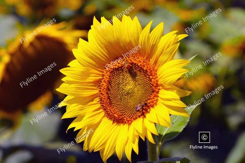 Sunflower, North Georgia Sunflower