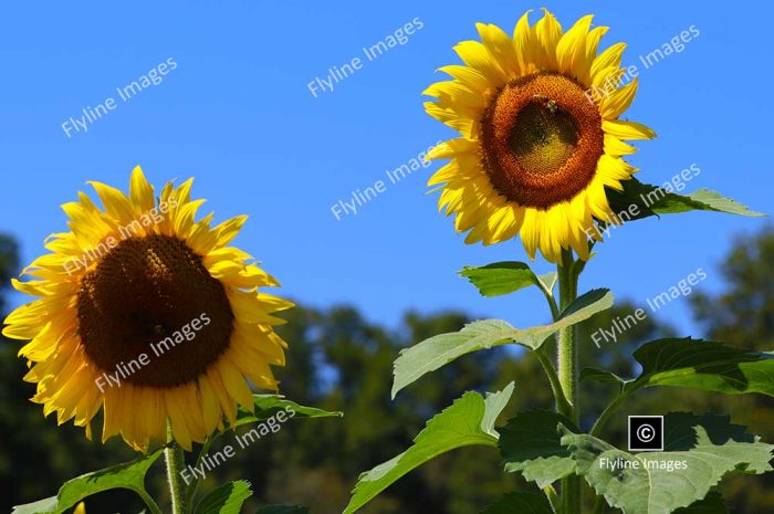 Sunflowers, Sunflower Fields