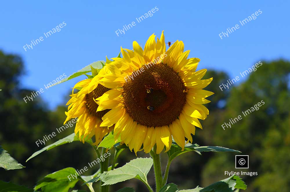 Sunflowers