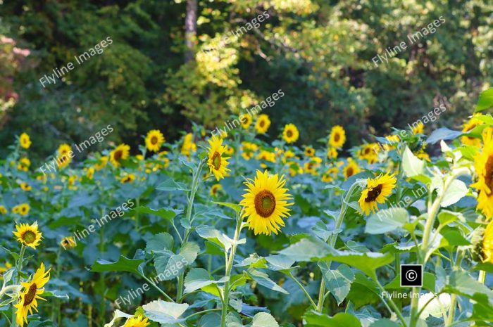 Sunflower, Sunflower Fields