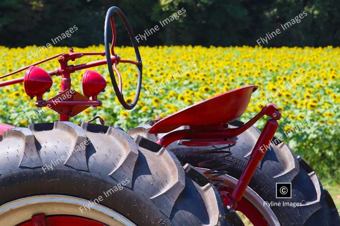 Sunflowers, Sunflower Field, Tractor