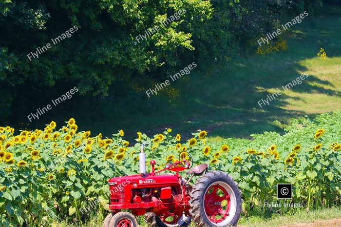 Georgia Sunflower Field, North Georgia Mountains