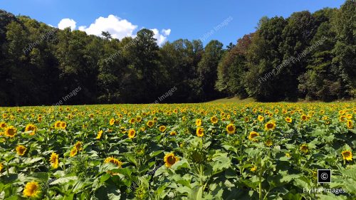 Georgia Sunflowers, Field of Sunflowers