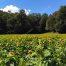 Georgia Sunflowers, Field of Sunflowers