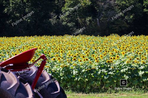 Sunflowers, North Georgia Sunflower Field