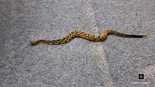 Georgia Timber Rattlesnake, Rattlesnakes