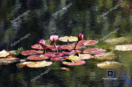 Water Lilies, Pond, Gibbs Gardens