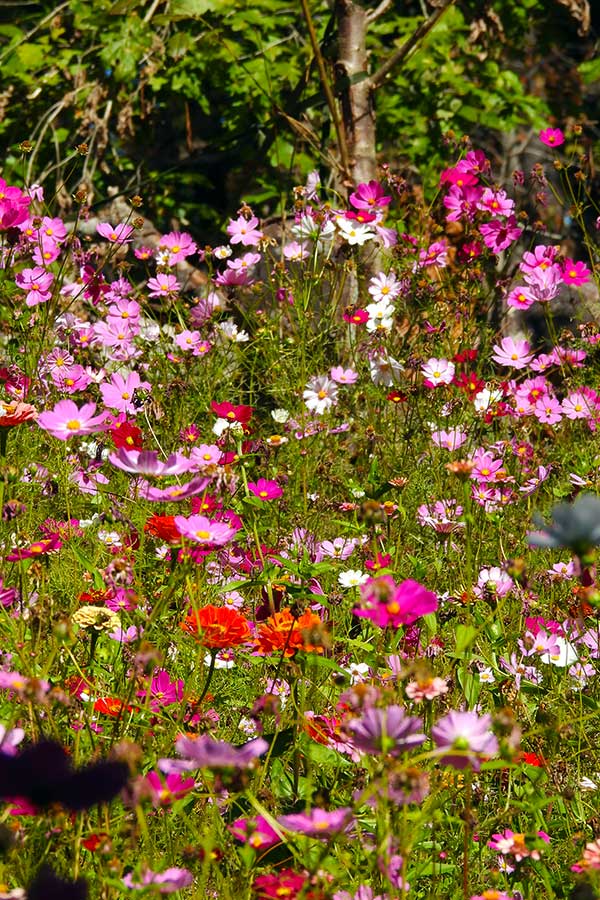 Wildflowers