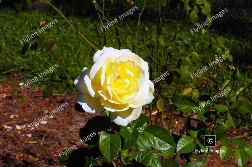 Yellow Hybrid Tea Rose