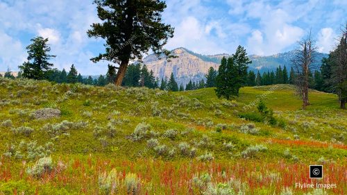 Yellowstone National Park, Scenic Vista