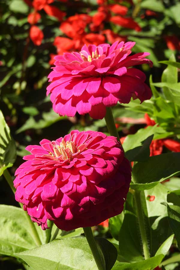 Zinnia Flowers, Gibbs Gardens