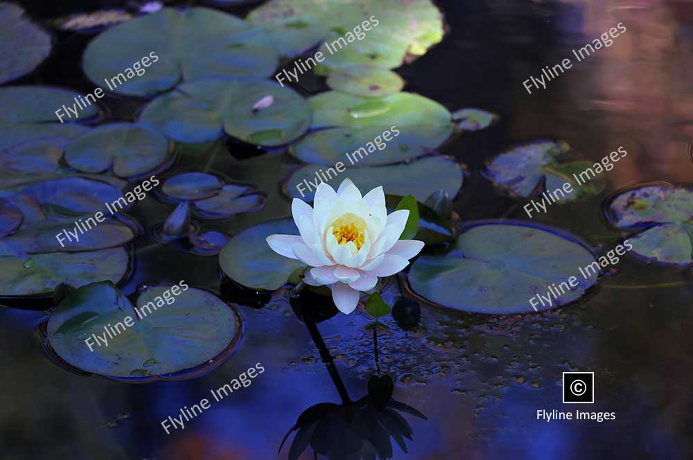 American White Water Lily