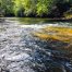 Amicalola River, North Georgia