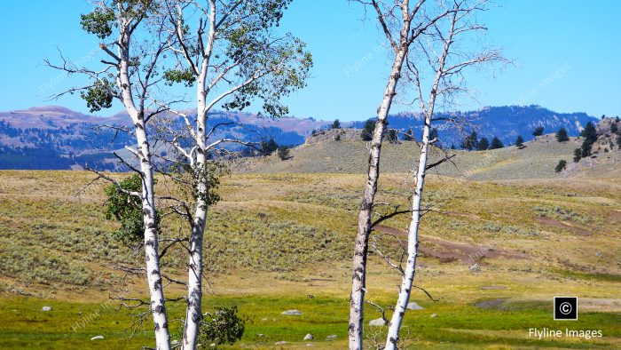 Aspen Trees, Aspen Grove, Yellowstone National Park