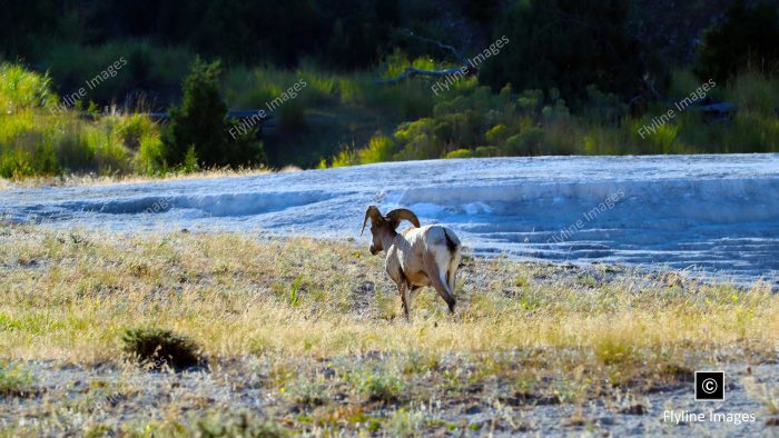 Bighorn Ram, Yellowstone National Park