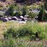 Black Bear, Bear Feeding By The Yellowstone River, Yellowstone National Park