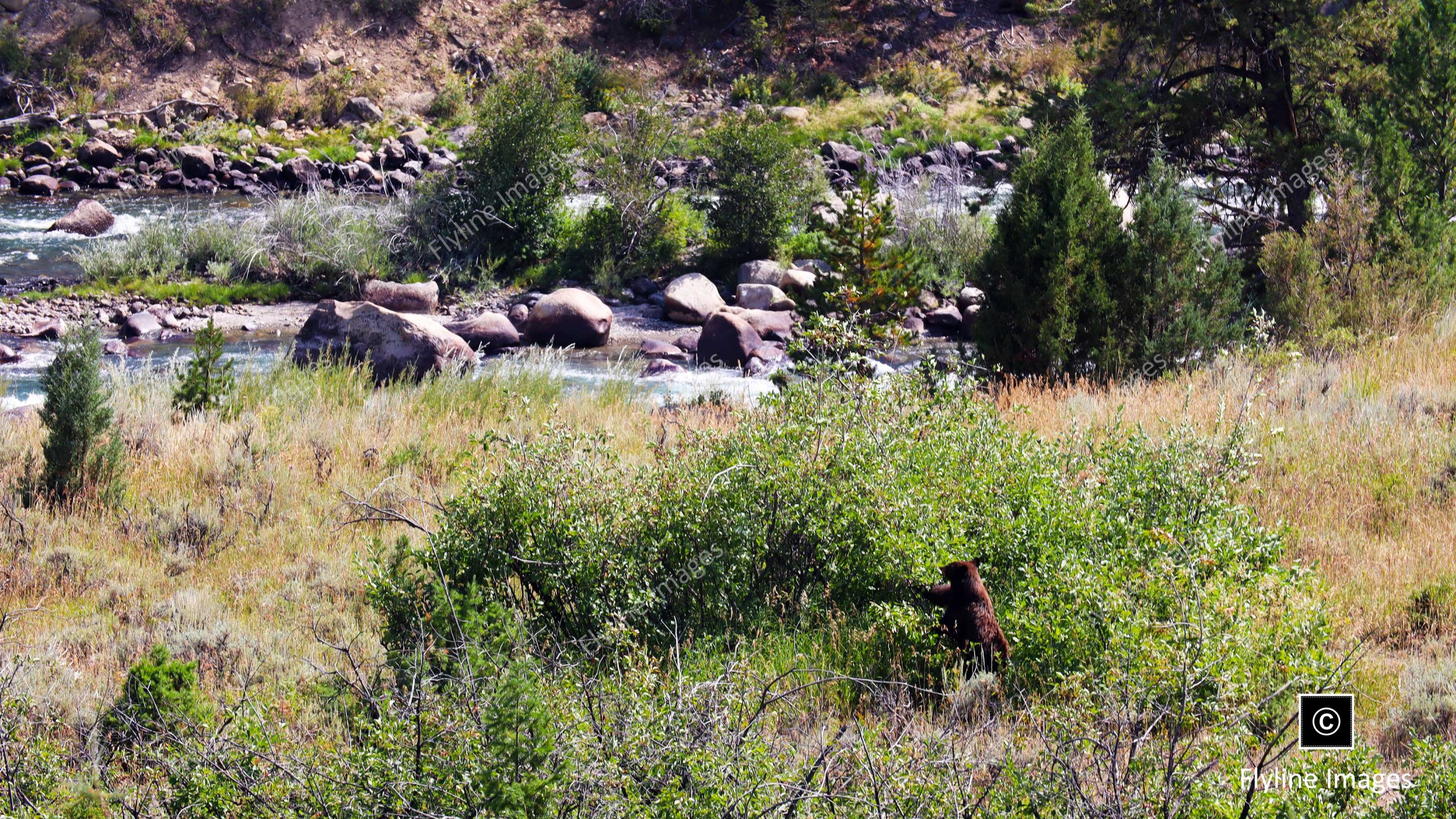 Black Bear, Bear Feeding By The Yellowstone River, Yellowstone National Park