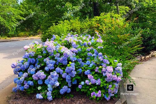 Hydrangea