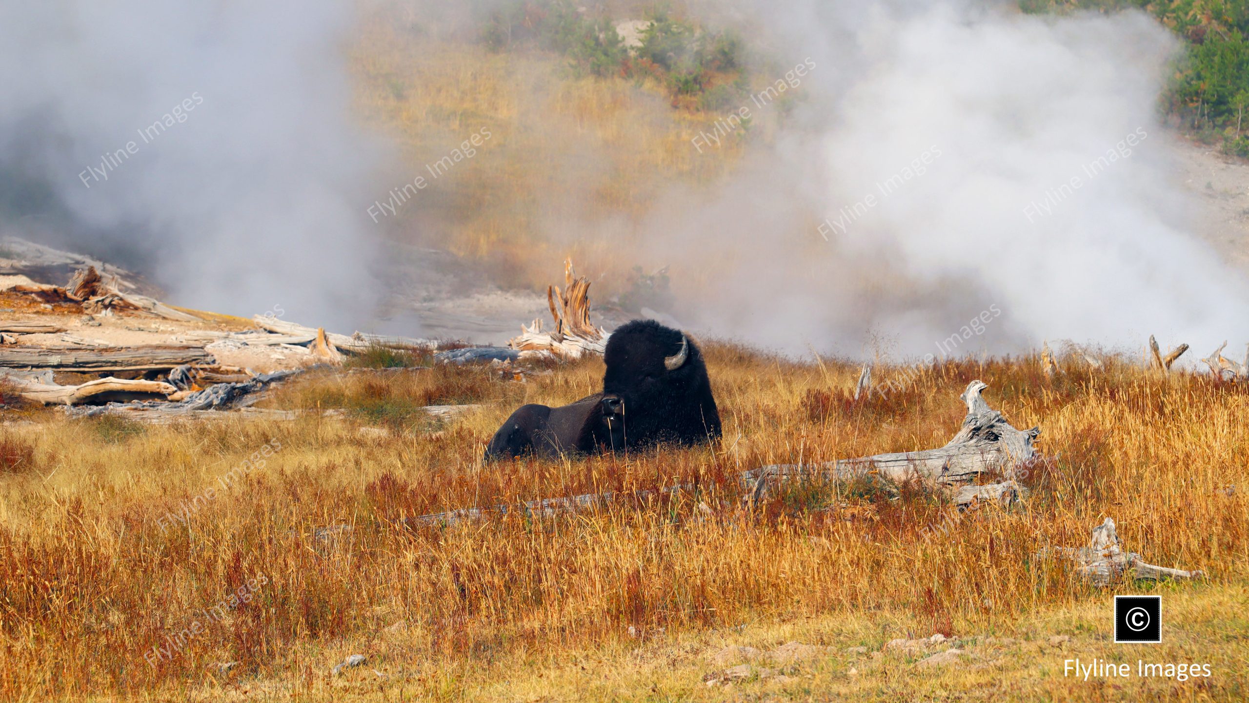 Buffalo, Bull Buffalo, Yellowstone National Park